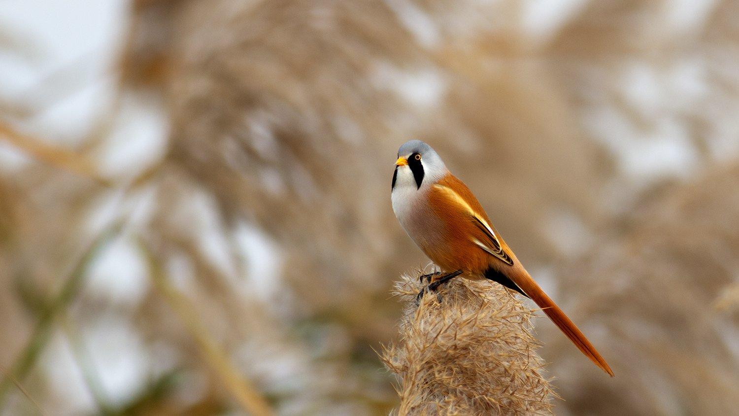 Bearded Reedling